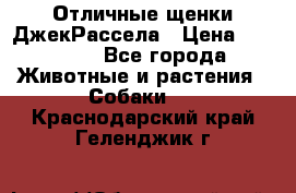 Отличные щенки ДжекРассела › Цена ­ 50 000 - Все города Животные и растения » Собаки   . Краснодарский край,Геленджик г.